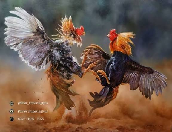 Neraka Judi Sabung Ayam di Jantung Sidoarjo – Generasi Dirusak, Hukum Dipermainkan, Masyarakat Menjerit!