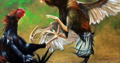 Diduga Polres Kabupaten Pasuruan Tutup Mata Adanya Perjudian Sambung Ayam Wilayah Mlaten