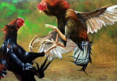 Diduga Polres Kabupaten Pasuruan Tutup Mata Adanya Perjudian Sambung Ayam Wilayah Mlaten