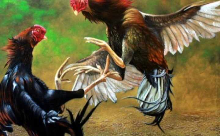 Diduga Polres Kabupaten Pasuruan Tutup Mata Adanya Perjudian Sambung Ayam Wilayah Mlaten