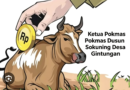 DUGAAN PENGALIHAN 4 EKOR SAPI HIBAH DINAS PETERNAKAN 2019-2021 DI DUSUN SOKUNING DESA GINTUNGAN, 1 EKOR TERSISA DI KANDANG MILIK PAK MUKMIN