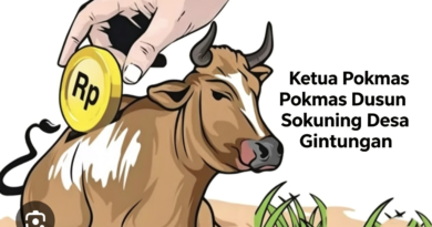DUGAAN PENGALIHAN 4 EKOR SAPI HIBAH DINAS PETERNAKAN 2019-2021 DI DUSUN SOKUNING DESA GINTUNGAN, 1 EKOR TERSISA DI KANDANG MILIK PAK MUKMIN