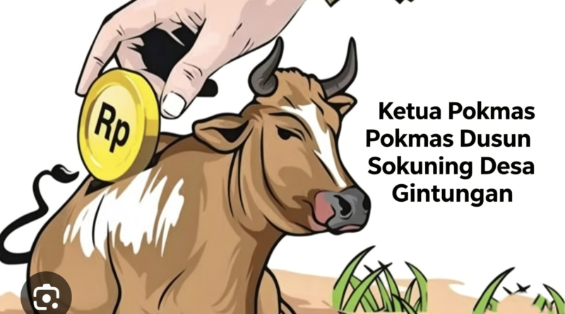 DUGAAN PENGALIHAN 4 EKOR SAPI HIBAH DINAS PETERNAKAN 2019-2021 DI DUSUN SOKUNING DESA GINTUNGAN, 1 EKOR TERSISA DI KANDANG MILIK PAK MUKMIN