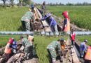 Babinsa dan Warga Slambrit Gotong Royong Bangun Saluran Irigasi Demi Kelancaran Pertanian