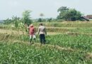 Bhabinkamtibmas Polsek Sukorejo Dampingi Petani Optimalkan Lahan Produktif