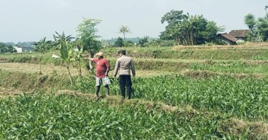 Bhabinkamtibmas Polsek Sukorejo Dampingi Petani Optimalkan Lahan Produktif