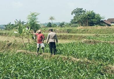 Bhabinkamtibmas Polsek Sukorejo Dampingi Petani Optimalkan Lahan Produktif