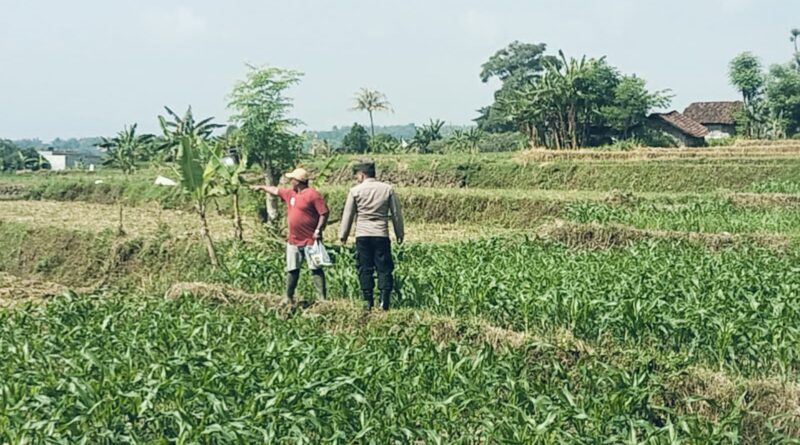 Bhabinkamtibmas Polsek Sukorejo Dampingi Petani Optimalkan Lahan Produktif