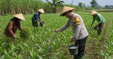 Pak Bhabin Penggerak Ketahanan Pangan, Dampingi Petani Jagung di Wilayah Hukum Polres Pasuruan