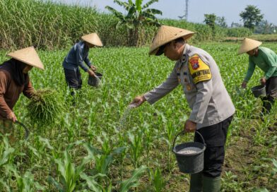 Pak Bhabin Penggerak Ketahanan Pangan, Dampingi Petani Jagung di Wilayah Hukum Polres Pasuruan
