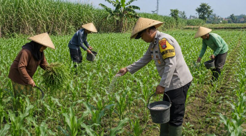 Pak Bhabin Penggerak Ketahanan Pangan, Dampingi Petani Jagung di Wilayah Hukum Polres Pasuruan