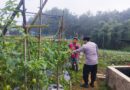 Bhabinkamtibmas Polsek Nongkojajar Pantau Tanaman Tomat di Desa Pungging, Dukung Program P2B Ketahanan Pangan*