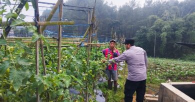 Bhabinkamtibmas Polsek Nongkojajar Pantau Tanaman Tomat di Desa Pungging, Dukung Program P2B Ketahanan Pangan*