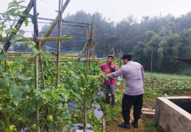Bhabinkamtibmas Polsek Nongkojajar Pantau Tanaman Tomat di Desa Pungging, Dukung Program P2B Ketahanan Pangan*