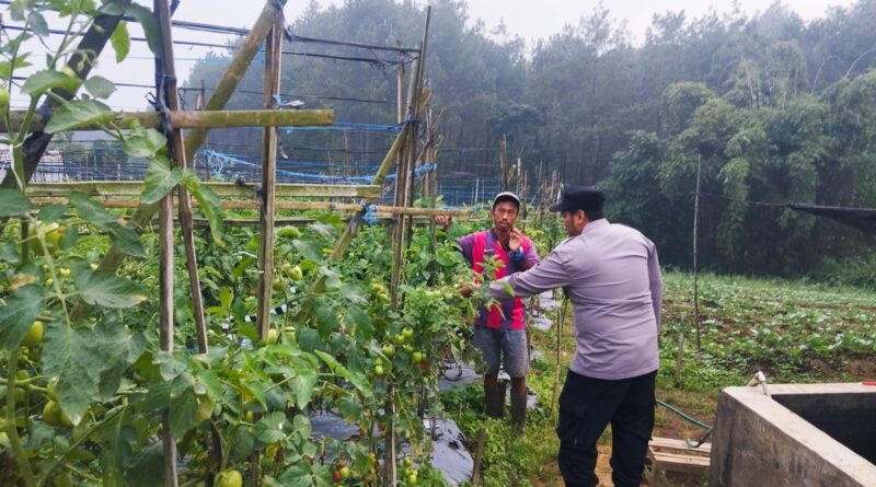 Bhabinkamtibmas Polsek Nongkojajar Pantau Tanaman Tomat di Desa Pungging, Dukung Program P2B Ketahanan Pangan*