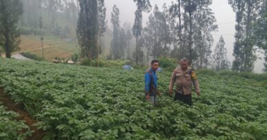 Polsek Tosari Dampingi Warga Kelola Pertanian, Pantau Lahan Kentang di Podokoyo