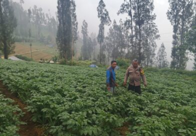Polsek Tosari Dampingi Warga Kelola Pertanian, Pantau Lahan Kentang di Podokoyo