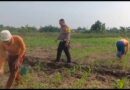 Polisi Bangil Aktif Bersama Kelompok Tani Gempeng Monitoring Lahan Jagung