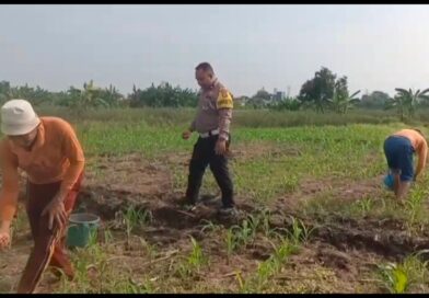 Polisi Bangil Aktif Bersama Kelompok Tani Gempeng Monitoring Lahan Jagung