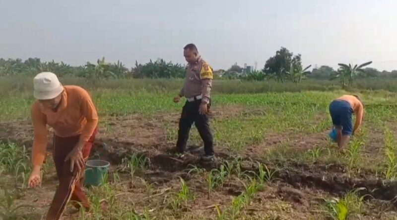 Polisi Bangil Aktif Bersama Kelompok Tani Gempeng Monitoring Lahan Jagung