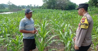 Gugus Tugas Polsek Kejayan Pantau Tanaman Jagung di Tanggulangin, Wujudkan Asta Cita Ketahanan Pangan