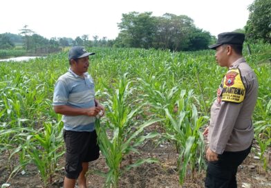 Gugus Tugas Polsek Kejayan Pantau Tanaman Jagung di Tanggulangin, Wujudkan Asta Cita Ketahanan Pangan