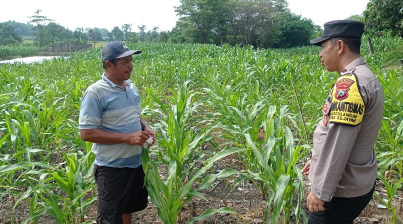 Gugus Tugas Polsek Kejayan Pantau Tanaman Jagung di Tanggulangin, Wujudkan Asta Cita Ketahanan Pangan
