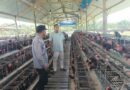 Bhabinkamtibmas Polsek Rembang Laksanakan Pemantauan Peternakan Ayam Petelur Dukung Ketahanan Pangan Nasional