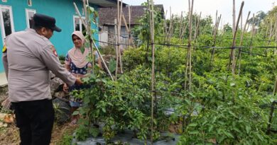 Bhabinkamtibmas Desa Pungging Tinjau Tanaman Cabe Kecil, Dukung Ketahanan Pangan Nasional