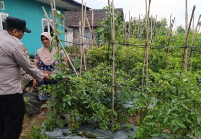 Bhabinkamtibmas Desa Pungging Tinjau Tanaman Cabe Kecil, Dukung Ketahanan Pangan Nasional