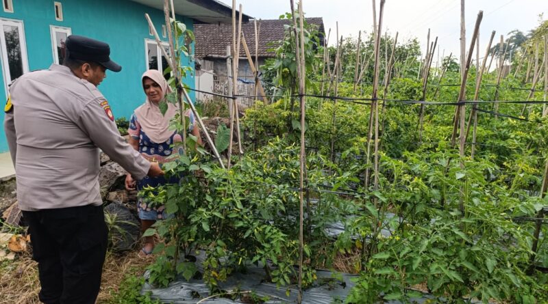 Bhabinkamtibmas Desa Pungging Tinjau Tanaman Cabe Kecil, Dukung Ketahanan Pangan Nasional