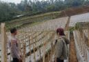 Bhabinkamtibmas Desa Gendro Tinjau Tanaman Cabai, Dukung Program Pekarangan Pangan Bergizi