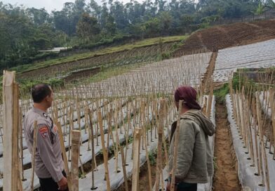 Bhabinkamtibmas Desa Gendro Tinjau Tanaman Cabai, Dukung Program Pekarangan Pangan Bergizi