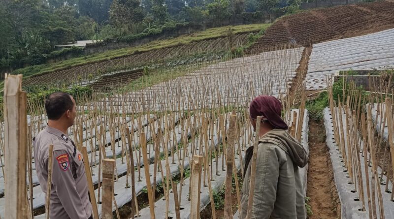 Bhabinkamtibmas Desa Gendro Tinjau Tanaman Cabai, Dukung Program Pekarangan Pangan Bergizi