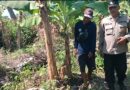 Polsek Rembang Pantau Pekarangan Pangan Bergizi Pisang Cavendish, Dukung Ketahanan Pangan Nasional