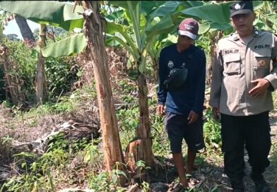Polsek Rembang Pantau Pekarangan Pangan Bergizi Pisang Cavendish, Dukung Ketahanan Pangan Nasional