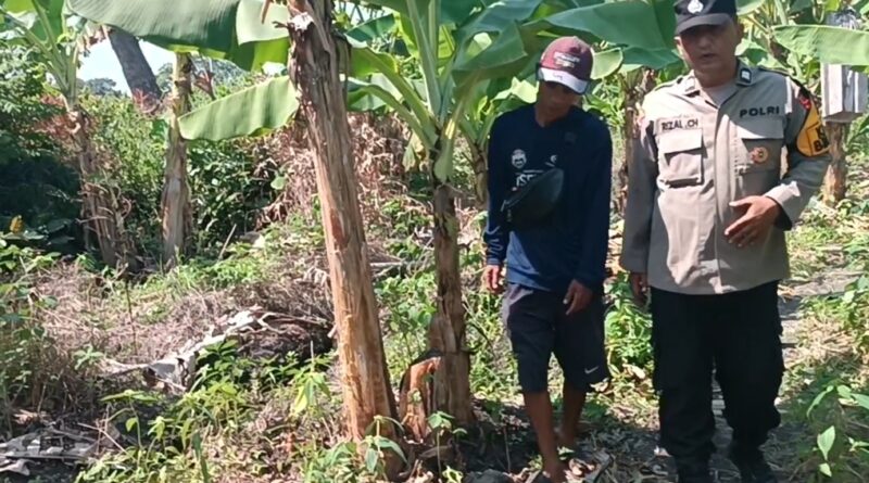 Polsek Rembang Pantau Pekarangan Pangan Bergizi Pisang Cavendish, Dukung Ketahanan Pangan Nasional