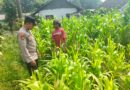 Polisi Turun ke Lahan Jagung, Dampingi Warga Kelola Pertanian