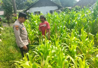 Polisi Turun ke Lahan Jagung, Dampingi Warga Kelola Pertanian