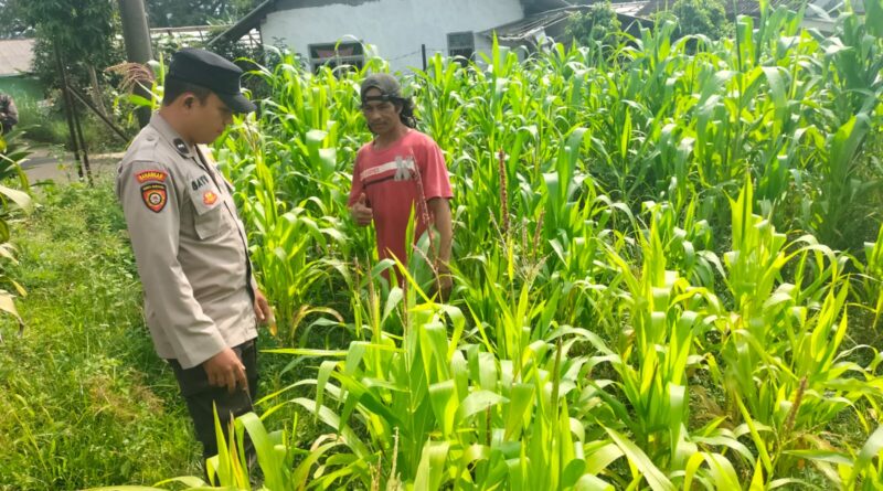 Polisi Turun ke Lahan Jagung, Dampingi Warga Kelola Pertanian