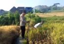 Bhabinkamtibmas Polsek Prigen Bersama Petani Rawat Lahan Padi Dukung Ketahanan Pangan Nasional