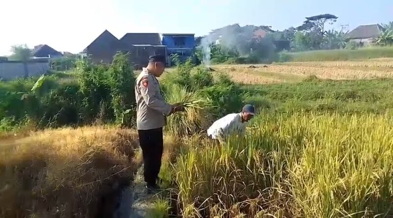 Bhabinkamtibmas Polsek Prigen Bersama Petani Rawat Lahan Padi Dukung Ketahanan Pangan Nasional