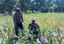 Bhabinkamtibmas Polsek Nongkojajar Tinjau Lahan Jagung P2B, Dukung Asta Cita Ketahanan Pangan