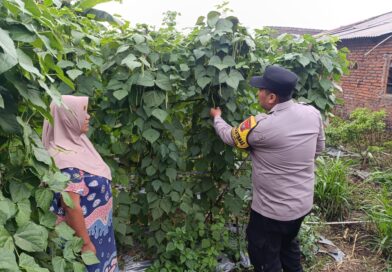 Polsek Nongkojajar Dampingi Warga Kembangkan Buncis untuk Perkuat Ketahanan Pangan di Tutur