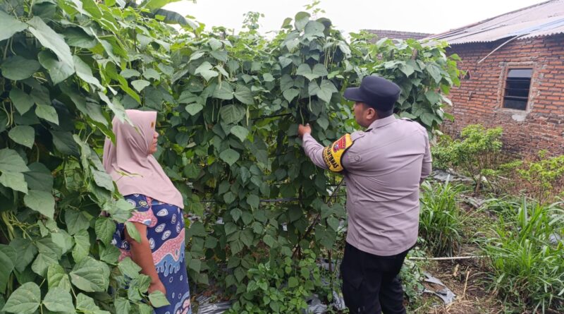 Polsek Nongkojajar Dampingi Warga Kembangkan Buncis untuk Perkuat Ketahanan Pangan di Tutur
