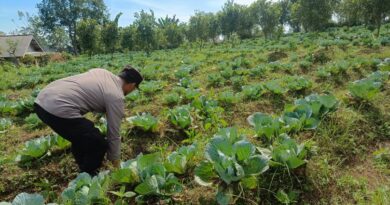 Polsek Nongkojajar Pantau Lahan Kubis Warga Program P2B