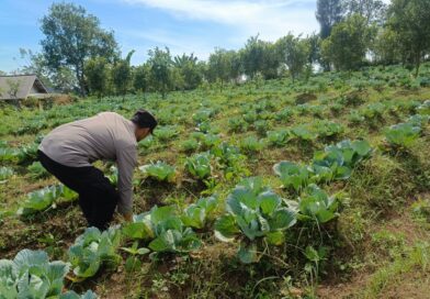Polsek Nongkojajar Pantau Lahan Kubis Warga Program P2B