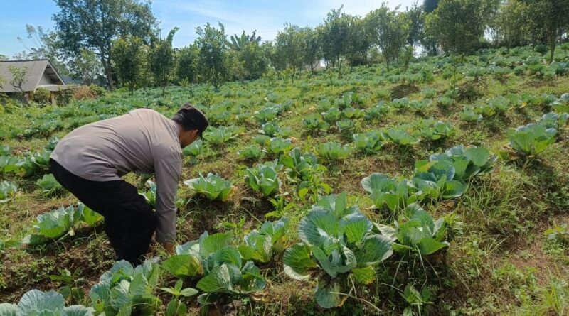 Polsek Nongkojajar Pantau Lahan Kubis Warga Program P2B