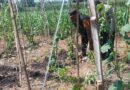 Gugus Tugas Ketahanan Pangan Polsek Rembang Pantau Lahan Gambas Milik Petani Binaan