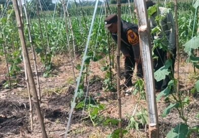Gugus Tugas Ketahanan Pangan Polsek Rembang Pantau Lahan Gambas Milik Petani Binaan